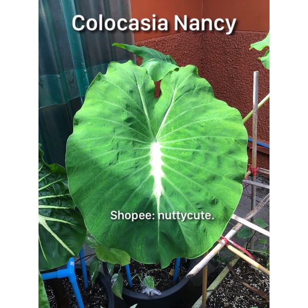 แนนซี่ Colocasia Nancy