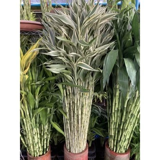 ไผ่กวนอิม ต้นตรงสูง150cm ตัดส่งได้เพียง1เมตร(หากต้องการ1.5เมตรให้มาซื้อหน้าร้าน)