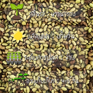 เมล็ดพันธุ์ อัลฟัลฟา 500 เมล็ด Alfalfa seeds เมล็ดพันธุ์แท้ นำเข้าจากต่างประเทศ ปลูกผัก สวนครัว ปลูกง่าย โตไวseeds/芹菜/เม