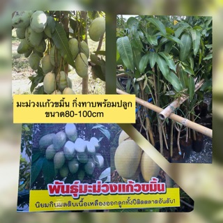 ต้นมะม่วงแก้วขมิ้น‼️กิ่งทาบออกลูกทั้งปี🌱 ‼️พร้อมปลูกขนาด80-100cm🌱