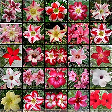 10 เมล็ด ชวนชม สายพันธุ์ฮอลแลนด์ คละสี Adenium Seeds