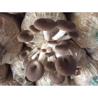 เห็ดนางฟ้าภูฐานชุด20ก้อน300บาทพร้อมคู่มือ