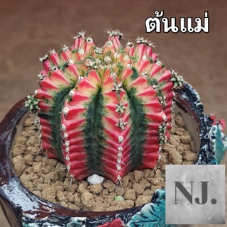 ยิมโน Gymnocalycium มัลติคัลเลอร์(ไม้ชำหน่อ)ขนาด 3 - 3.5 cm.