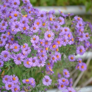 (ผู้ค้าส่งเมล็ดพันธุ์) เมล็ดพันธุ์ แอสเตอร์ นิวอิงแลนด์ New England Aster seed 150 เมล็ด เมล็ดพันธุ์นำเข้าแท้ 100% นำไปข