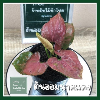 ต้นออมนาคแดง Syngonium Superred พร้อมกระถาง 4 นิ้ว aom nak red ไม้หายาก รากเดินดีทุกต้น