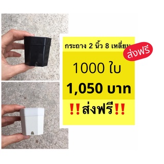 📍ส่งฟรี📍กระถางแปดเหลี่ยม 2 นิ้ว วัสดุหนา แข็งแรง จำนวน 1000 ใบ