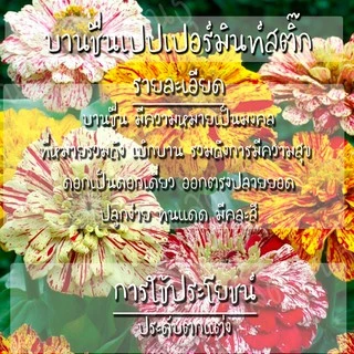 เมล็ดพันธุ์ ดอกบานชื่นเปปเปอร์มินท์สติ๊กคละสี 40 เมล็ด Mixed Peppermint Stick Zinnia เมล็ดพันธุ์แท้ นำเข้าจากต่างประเทศ
