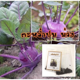 เมล็ดพันธุ์ กะหล่ำปมม่วง 150 เมล็ด  Purple Kohlrabi กะหล่ำปม กะหล่ำ