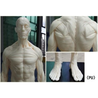 โมเดลหุ่นอนาโตมี่ หุ่นแสดงกล้ามเนื้อ ชาย หญิง Human Body Muscle Anatomical Model Medical Teaching Anatomy Model 30cm