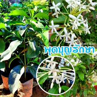 พุดบุญรักษา🌱ดอกสีขาวคล้ายต้นสาวสันทรายเป็นไม้พุ่ม สูง40-50ซม.(รับประกันสินค้าชำรุดเสียหาย)