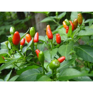 VALUE PACK (20PCS SEEDS) - SILING DEMONYO/NATIVE/SUPER HOT/FAST GROWING/LONG LIFE PLANT芹菜/儿童/seeds/上衣/鲜花/母婴/生菜/帽子/木瓜/通心菜