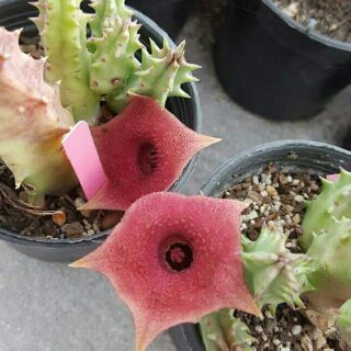 เฮอร์เนีย พิ้งค์อาย เก๋งจีน Huernia pink eye แคคตัส จากฟาร์ม cactusdreamyok ต้นไม้ กระบองเพชร cactus