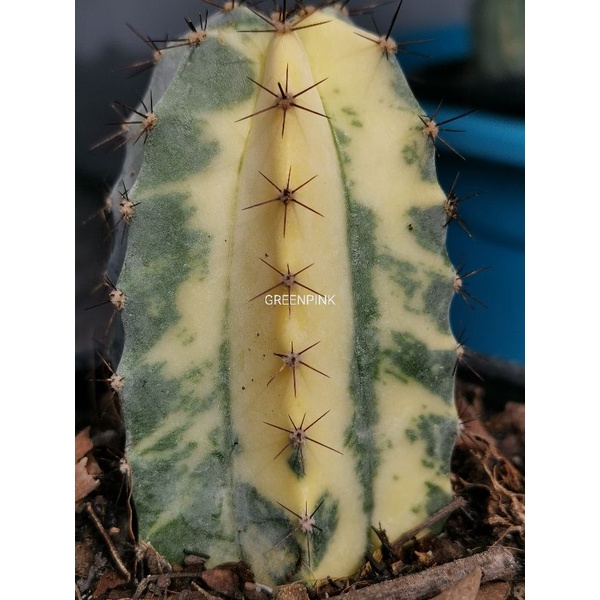 ตอริทเทอโรด่าง มีราก ตรงปก       -​3- Cactus แคคตัส กระบองเพชร ไม้อวบน้ำ ritterocereus​ ริทเทอโร ตอริทเทอ​โร​ ริทเทอร์โร