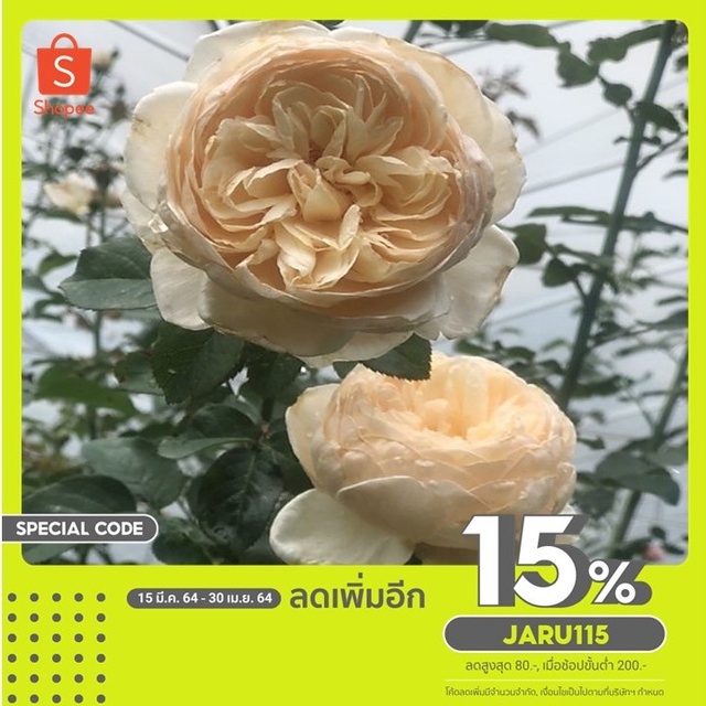 กุหลาบสีครีม กุหลาบหอม กุหลาบAlexandrine พร้อมส่ง