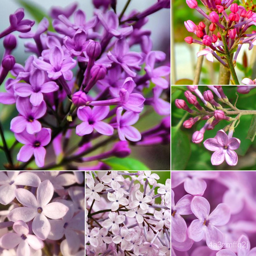 （การันตีอัตรางอก）เมล็ดพันธุ์ดอกกานพลู Lilac Seeds 50 เมล็ดพันธุ์ พันธุ์ไม้ดอก ต้นไม้ฟอกอากาศ เมล็ดดอกไม้ ไม้ประดับ