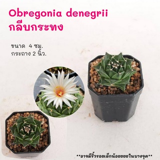 Obregonia denegrii กลีบกระทง ไม้เมล็ด  cactus กระบองเพชร แคคตัส กุหลาบหิน พืชอวบน้ำ