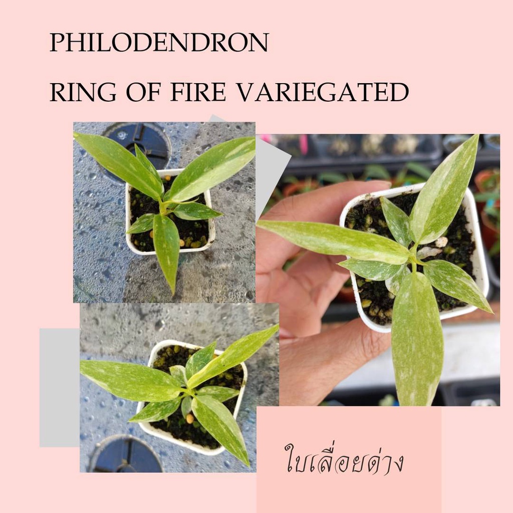 ลดๆ พร้อมส่ง ต้นฟิโลเดนดรอนใบเลื่อยด่าง (philodendron ring of fire variegated) ไม้เพาะเนื้อเยื่ออนุบ