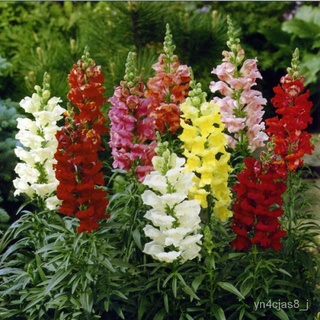 （อัตราการปลูกสูง）300 ชิ้น การผสมสี เมล็ดพันธุ์ Snapdragon ต้นไม้ฟอกอากาศ เมล็ดพันธุ์พืช เมล็ดดอกไม้ พรรณไม้  Plants for