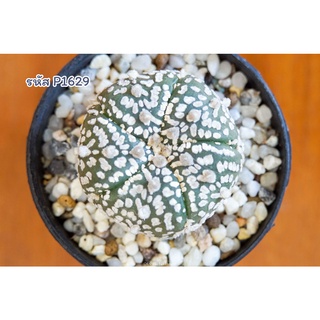 แอสโตรไฟตัม ซุปเปอร์วี 5พู (Astrophytum asterias Superkabto V type 5rips) แคคตัส