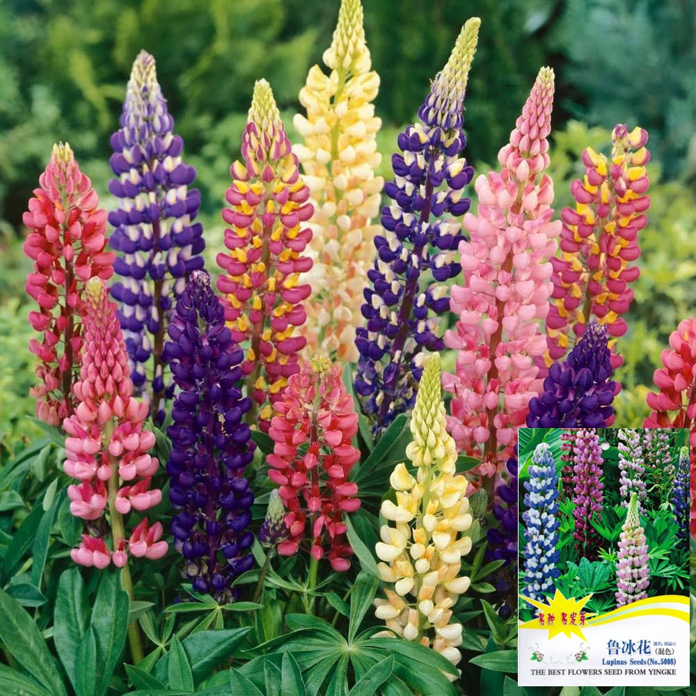 เมล็ดดอกลูปิน คละสี 50เมล็ด/200 เมล็ด (Lupine  Flower  Mixed)  เมล็ดนำเข้า