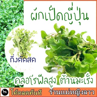 วอเตอร์เครสห้าง ผักเป็ดญี่ปุ่น กิ่งสด  กินใบ แคลเซียมสูง water cress ออร์แกนิค ใส่ สลัด น้ำพริก ต้น พันธุ์