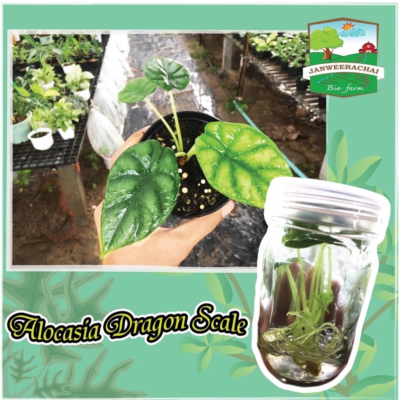☘️Alocasia dragon scale ☘️อโลคาเซียดากอนสเกล 🍀ไม้พร้อมอนุบาล