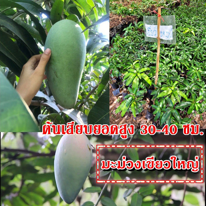 2 ต้น ต้นพันธุ์มะม่วงเขียวใหญ่ รสชาติหวานมันกรอบ ต้นเสียบยอด สูง 30 - 40 ซม. ต้นแข็งแรงพร้อมส่ง