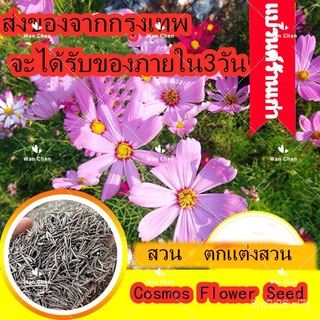 （เมล็ดพันธุ์ ถูก คละ）โปรโมชั่น Mixed Cosmos Flower Seeds บอนสี 100เมล็ด ต้นไม้ฟอกอากาศ ต้นไม้มงคล เมล็ดดอกไม้ บอนสี ดอกค