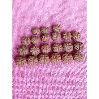 Rudraksha mukhi ทรงกลม 1 ชิ้น