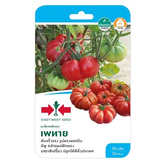 มะเขือเทศฟักทอง เพทาย ศรแดง TOMATO SEED EAST-WEST SEED PHEYTHAI