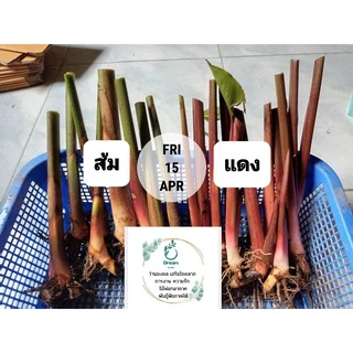 หน่อเหง้าเบิร์ดออฟพาราไดซ์ แดง❤ ส้ม🧡ชมพู💖 ต้นไม้ประดับรั้ว ตกแต่งสวน