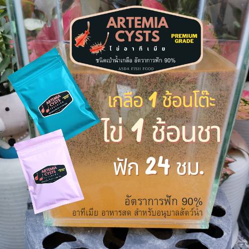 อาทีเมีย ARTEMIA CYSTS (Premium Grade A) ไข่อาทีเมีย มีอัตราการฟัก 90%