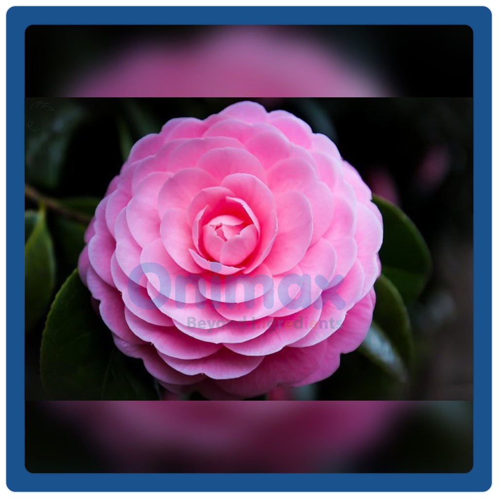 น้ำมันดอกคามิเลีย ซึบากิ Camellia oil Tsubaki oil 100ml.