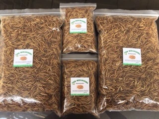 หนอนนกอบแห้ง โปรตีนสูง 100% สำหรับแฮมสเตอร์ เม่น กระรอก นก | Dried Mealworms [ZC Thai Pet]