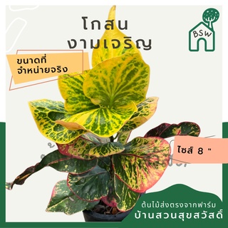 โกสน งามเจริญส่งพร้อมกระถาง 8 นิ้ว