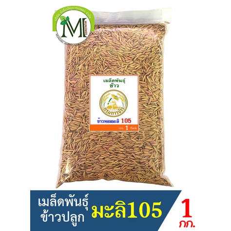 เมล็ดพันธุ์ข้าวปลูก ข้าวหอมมะลิ 105  น้ำหนัก 1 กิโลกรัม