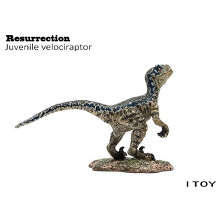 โมเดลฟิกเกอร์ Itoy Jurassic World Young Blue Velociraptor ของเล่นสําหรับเด็ก พร้อมส่ง