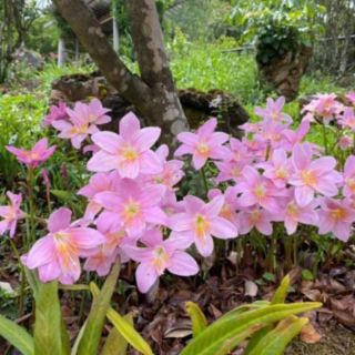 บัวดินGrandiflora 500 กรัม มีประมาณ 50 หัว สีชมพู่ตามภาพ ดอกใหญ่ ถูกที่สุดที่นี้ที่เดียว