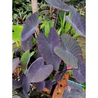 Colocasia Blackmagic ส่งทั้งกระถาง