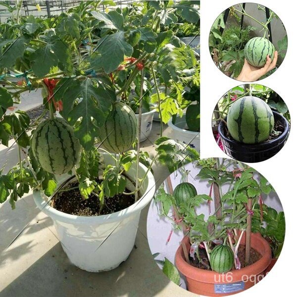 ปลูกง่าย ปลูกได้ทั่วไทย เมล็ดพันธุ์แตงโม (Watermelon seeds) 30 เมล็ด บอนสี เมล็ดพันธุ์ดอกไม้ เมล็ดพันธุ์พืช พันธุ์ดอกไม้