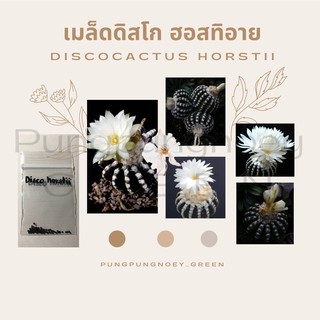 เมล็ดกระบองเพชร เมล็ดแคคตัส เมล็ด Discocactus horstii 10 เมล็ด