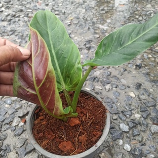 Philodendron Subhastatum ฟิโลเดนดรอน หลังแดง ไม้ฟอกอากาศ ส่งทั้งกระถาง 6",8"