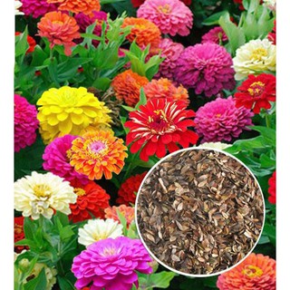 เมล็ดพันธุ์ ดอกบานชื่นคละสี 100 เมล็ด Mixed Zinnia Flower Seed เมล็ดพันธุ์แท้ จากต่างประเทศ ดอกบานชื่นซ้อน เมล็ดบานชื่น