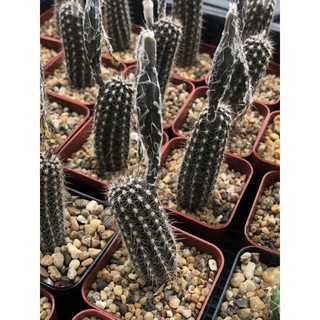 🌵เมล็ดดินสอดำ Setiechinopsis mirabilis 50เม็ด