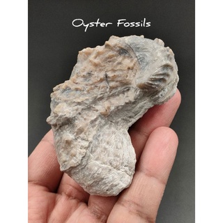 🌊 ฟอสซิล หอยนางรม แหล่ง สเปน( Bivalve Ceratostreon Flabellatum
Fossils Oyster )