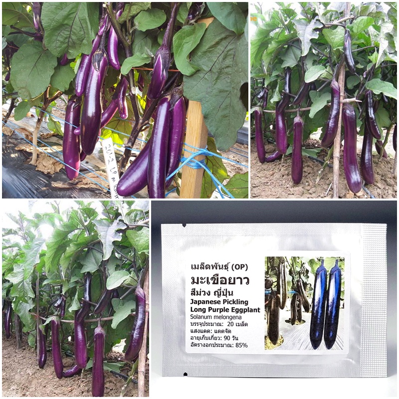 เมล็ดพันธุ์ มะเขือยาว สีม่วงญี่ปุ่น Japanese Pickling Eggplant Seed 20 เมล็ด คุณภาพดี ราคาถูก ของแท้ 100%