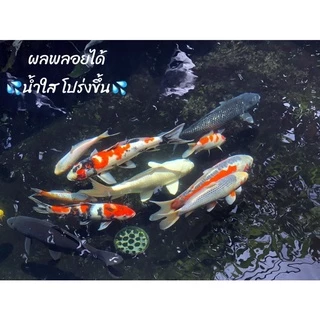 Tn Fresh Bac จุลินทรีย์ปรับสภาพน้ำใสไร้กลิ่น สำหรับบ่อปลาตู้ปลา สำหรับปลาคาร์ฟ ปลาทอง และปลาน้ำจืดทุกชนิดปลอดภัย 100%