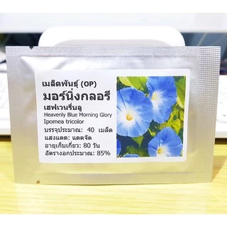 เมล็ดพันธุ์ มอร์นิ่งกลอรี เฮฟเวนรี่บลู (Heavenly Blue Morning Glory Seed) บรรจุ 40 เมล็ด คุณภาพดี ราคาถูก ของแท้ 100%
