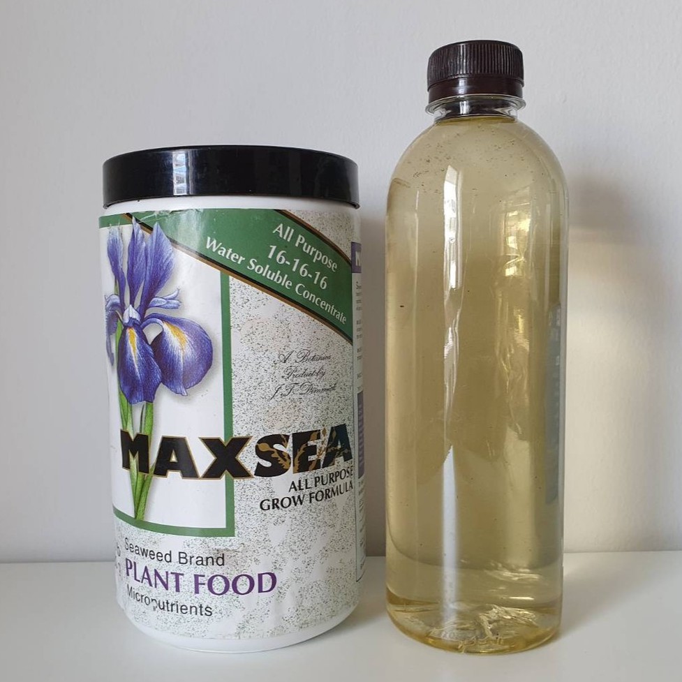 [ส่งได้ ส-อา] Maxsea ปุ๋ยสำหรับพืชกินแมลง 16-16-16 กาบหอยแครง หยาดน้ำค้าง หม้อข้าวหม้อแกงลิง ซาราซีเนีย พิงกุย กระเป๋าจิ
