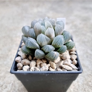 พร้อมส่ง!!! ฮาโวเทียHaworthia obtusa hybridTokudai Blue Lens จัดส่งแบบล้างราก